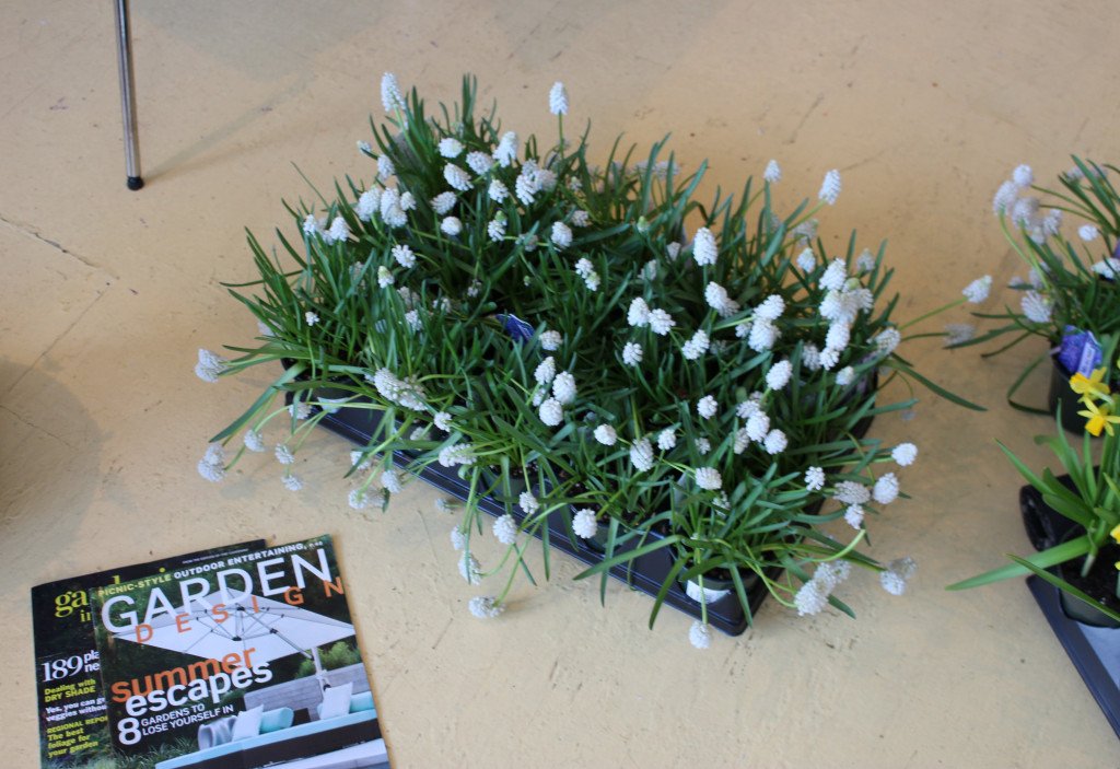 white flowers