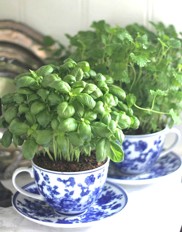 teacup herbs