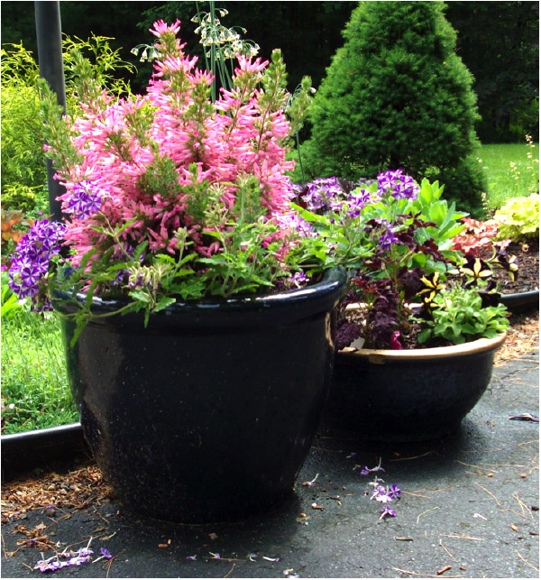 pink flowers